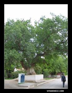 L’arbre millénaire de Ain El Hout .