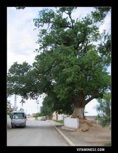 L’arbre millénaire de Ain El Hout