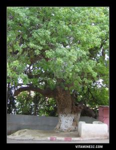 Marabout de Sidi Bakhti à Ain El Hout
