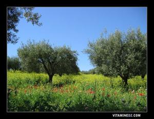 Champs d’olivier à Ain El Hout.