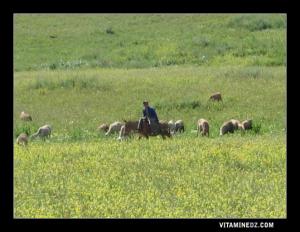 Ain El Hout : Un berger de et ses moutons