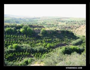 Ain El Hout : Un lieu enchanteur de la ville de Tlemcen .
