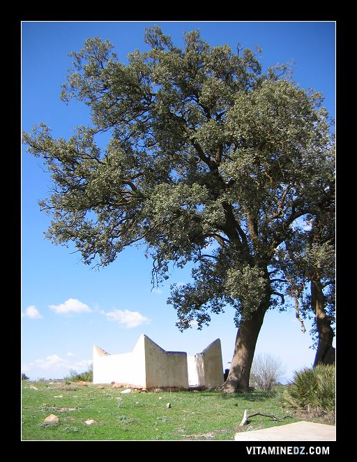 Un marabout à coté de Tirni