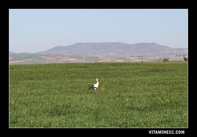 Paturages verdoyants à Hennaya, au loin le Djbel de Sidi Yahia