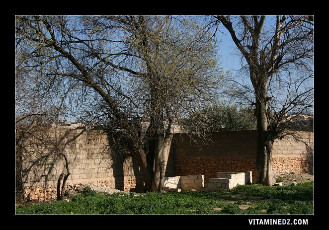 Wali de Sidi Mohamed (1) dans l'ancienne Hennaya