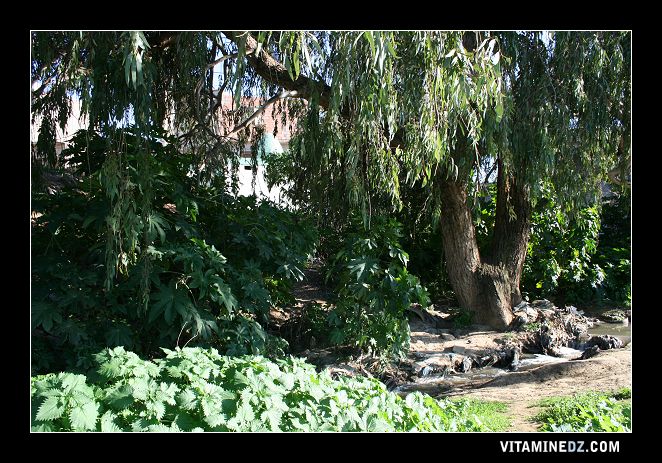 le Wali de Sidi Chaïb à coté duquel coule le Oued Sidi chaïb, devenu une évacuation d'égouts de Hennaya