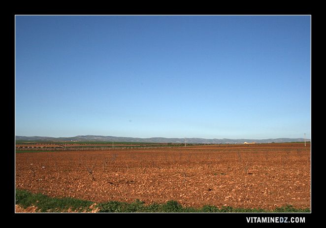 Les terres agricoles de la région de Hennaya et de Ain Youcef