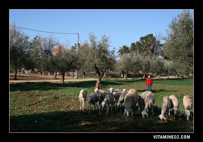 Domaine agricole des environs de Hennaya, ferme coloniale actuellement appelée domaine bouchenafa