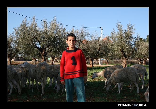 Petit berger dans les environs de Hennaya.