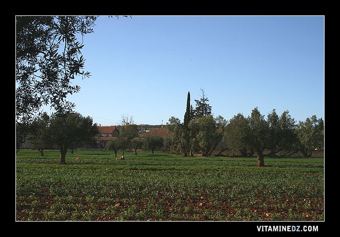Exploitation agricole de type colonial, aux environs de Ain Youcef (Lavayssière)