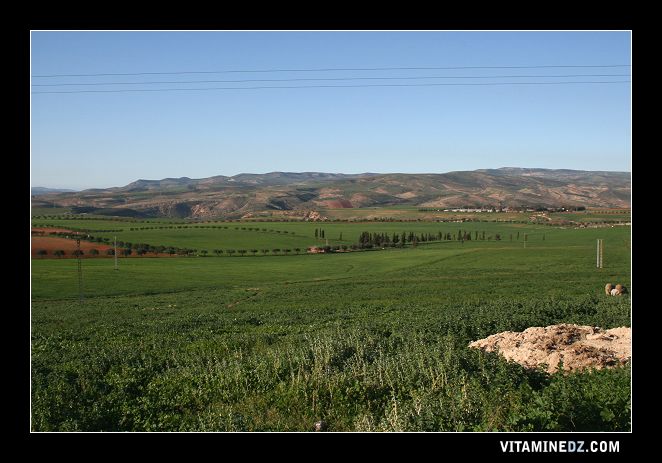 Champs agricoles à Ain Youcef (Lavayssière)