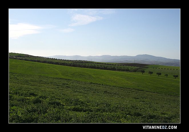 Champs verdoyants à Ain Youcef (Lavayssière)