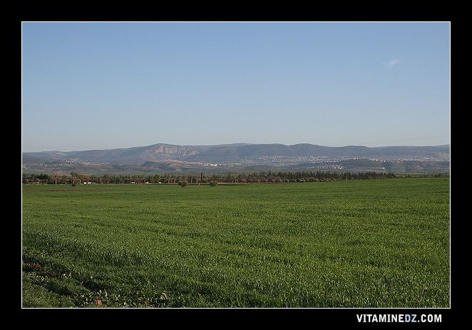 Vue panoramique de Tlemcen à partir de la région de  Ain Youcef (Lavayssière)
