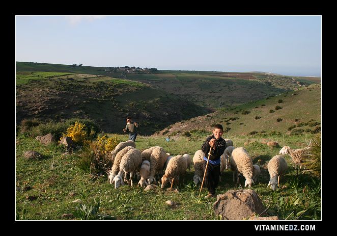 Petits bergers du Douar Sidi Hassaine à coté du village des Ghraza (Chehabna Thata)