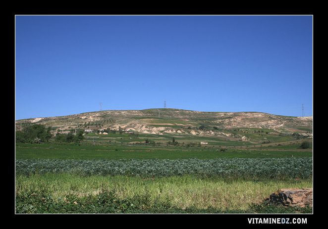 Champs agricoles à Sidi Ouriache