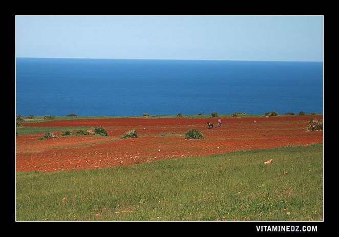 Champs sur la route de Ouardania à partir de Hdahda