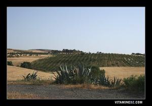 Ferme Agricole entre Aïn Témouchent et Aïn Kihal