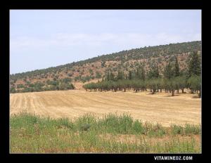 Safsaf : une richesse naturelle .(Domaine Dolfuss)