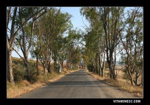 Route vers Amieur (Ancienne route nationale de Tlemcen vers Aïn Temouchent
