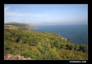 Fôret de pinèdes tout au long de la route menant de Cherchel vers Ténès