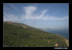 Des fôrets de pins longeant la côte de la wilaya de Tipaza et Chlef