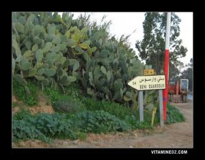 Beni Ouersous à 4 Km à partir de la route de Nedroma au Village Boukiou