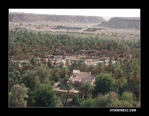 Palmeraie de Beni Abbess