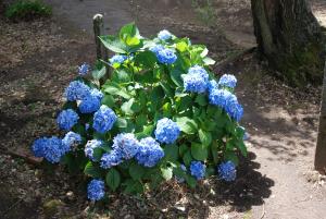Hortensia