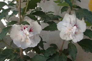hibiscus (althéa)