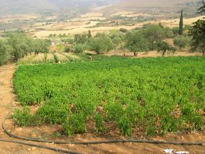 agriculture au douar el haraik Djebala