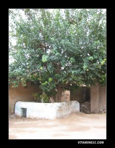 Un marabout à aindouz