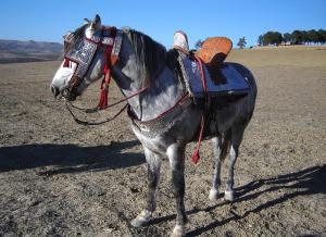 cheval de ouled lakred, sidi hosni