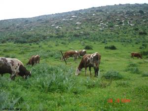 Les beaux paysages de sidi hosni
