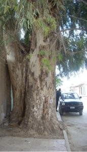 Le Grand Arbre de morsott