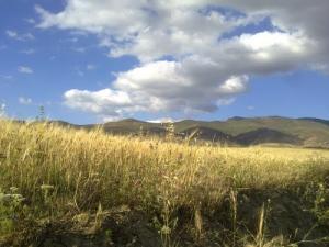 حقول القمح بضواحي  تيسمسيلت