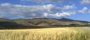 حقول الحبوب ببلدية  برج الأمير عبد القادر