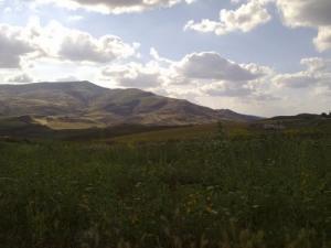 حقول فلاحية بضواحي  برج الأمير عبد القادر  1