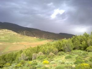 حقول فلاحية بضواحي  تيسمسيلت