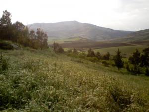 صورة من ضواحي  تيسمسيلت