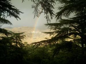 صورة لمدينة  تيسمسيلت  انطلاقا من الغابات الجبلية