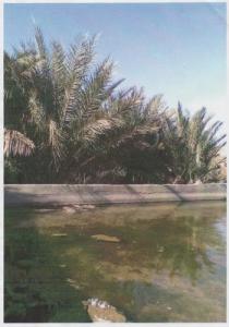 حوض لري الواحات بتيندوف