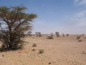 منظر من ضواحي  تندوف