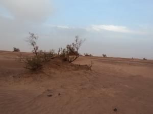 منظر صحراوي