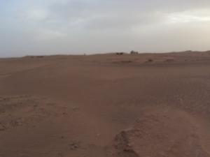 عرق صحراوي بولاية  تندوف