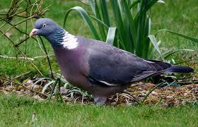 Le pigeon ramier, un oiseau craintif