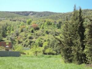 غابات  المروج  في فصل الربيع