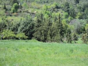 المروج  في فصل الربيع