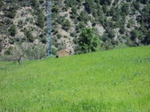 الحقول الخضراء لبلدية المروج