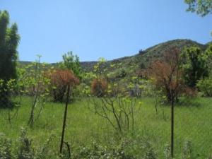 بلدية  المروج  في فصل الربيع (1)