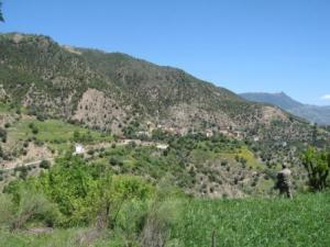 منظر ربيعي من بلدية  المروج